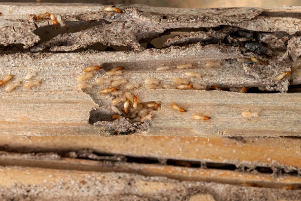 Best Flea Control Services  in Pecan Grove, TX